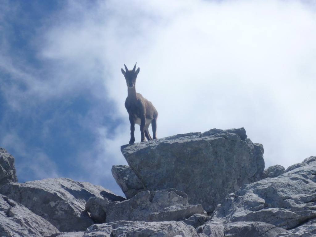 Steinbock auf einem Felsvorsprung