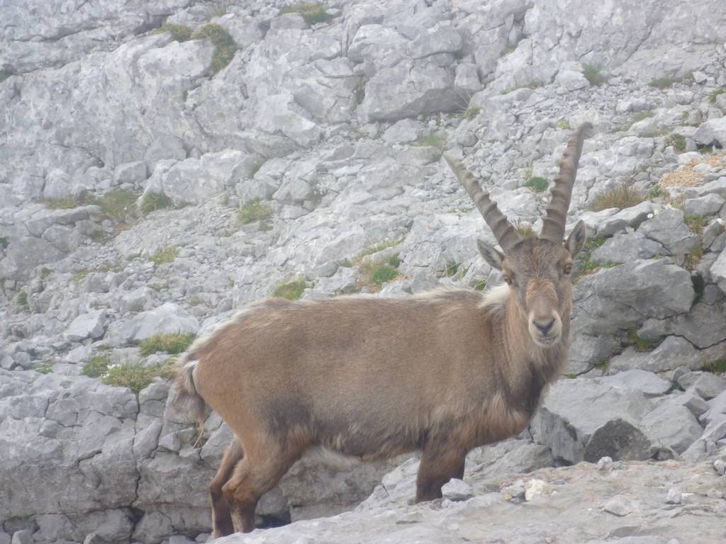 Steinbock im Fels
